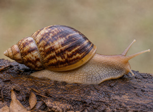 Achatina (ślimak afrykański)