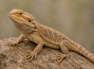 Agama brodata