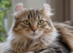 American Curl