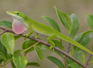 Anolis (Anolis carolinensis)