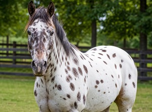 Appaloosa