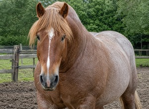 Belg (koń belgijski, brabant)