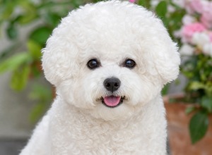 Bichon Frise