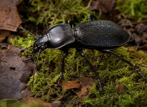 Biegacz (Carabus sp.)