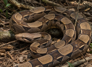 Boa dusiciel (Boa constrictor)