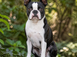 Boston Terrier