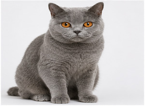Chartreux (kot kartuski)