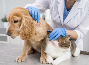 Choroby skóry u psów i kotów – dermatitis alergiczne
