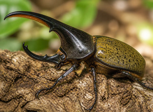 Chrząszcz Herkules (Dynastes hercules)