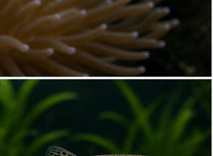 Danio leopard (Danio rerio var. "frankei")