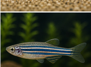 Danio pręgowany (Danio rerio)