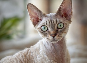 Devon rex