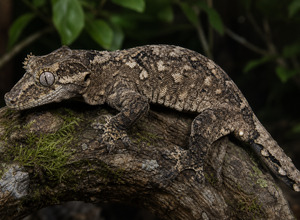 Gekon gargulec (Rhacodactylus auriculatus)