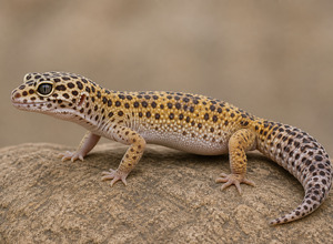 Gekon lamparci (eublefar)
