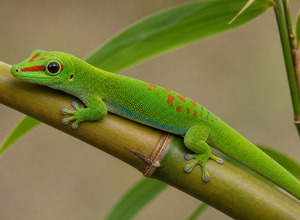 Gekon madagaskarski / Felsuma (Phelsuma grandis)