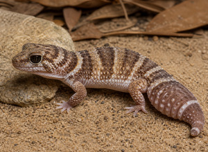 Gekon tłustoogonowy (Hemitheconyx caudicinctus)