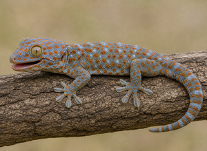 Gekon tokay (Gekko gecko)
