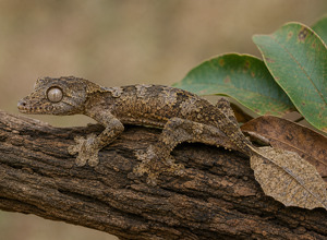 Gekoncik płaski liściasty (Uroplatus phantasticus)