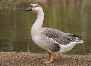 Gęś ozdobna