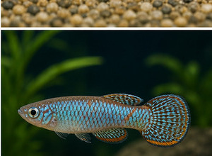 Gładysz (Aplocheilus / Panchax)