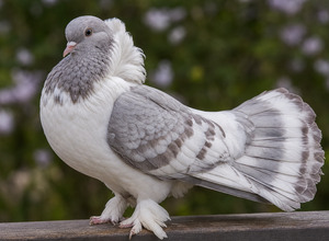 Gołąb ozdobny (Columba livia f. domestica)
