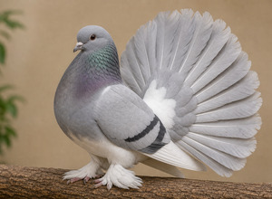Gołąb pawik