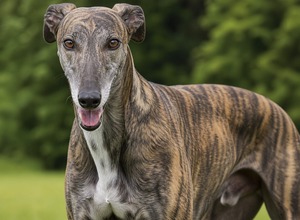 Greyhound (Chart Angielski)
