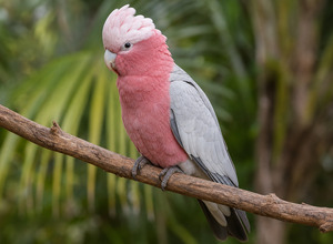 Kakadu różowa (Eolophus roseicapilla)