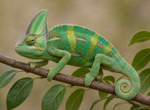 Kameleon (jemeński)