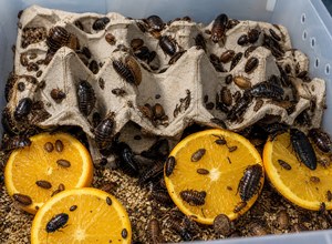 Karaczan argentyński (Blaptica dubia)