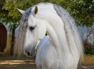 Koń andaluzyjski (Pura Raza Española)