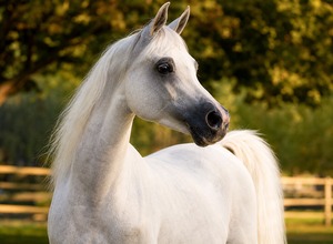 Koń arabski