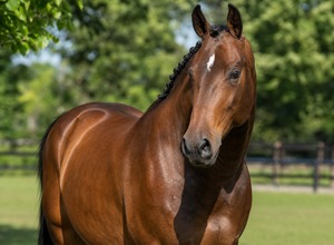 Koń półkrwi (konie gorącokrwiste, warmblood)