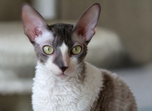 Kornwalijski rex (Cornish Rex)