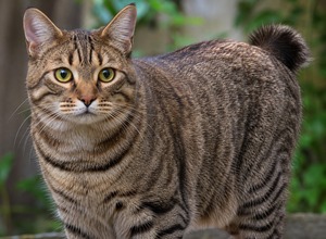 Kot kurylski bobtail (kuryle)