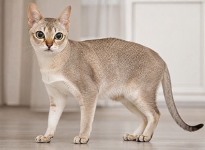 Kot singapurski (Singapura)