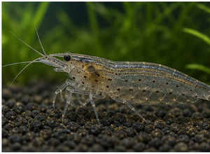 Krewetka Amano (Caridina multidentata)