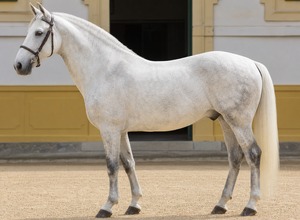 Lipicańczyk (lipizzan)