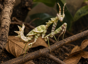 Modliszka diabelska (Idolomantis diabolica)