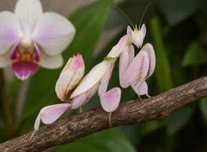 modliszka-orchideowa-hymenopus-coronatus