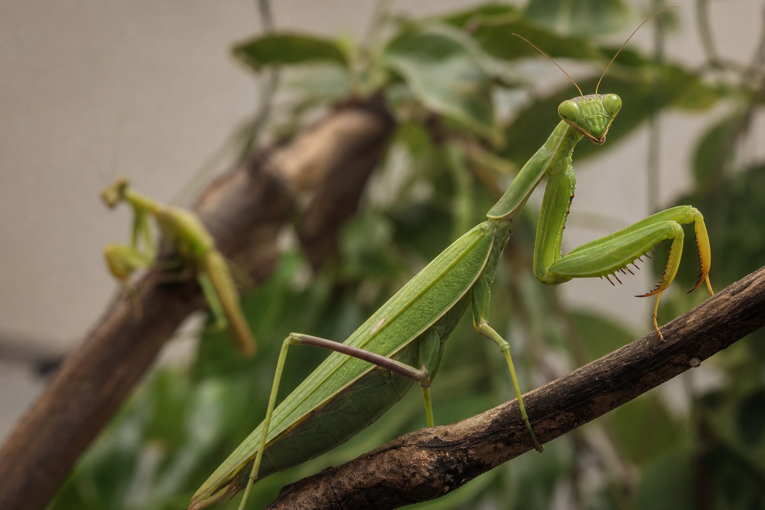 Modliszka (różne gatunki — Sphodromantis, Hierodula, Mantis religiosa)