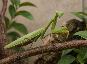 modliszka-zwyczajna-mantis-religiosa