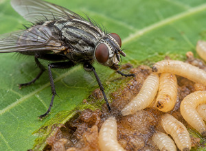 Mucha zwykła i jej larwy (Musca domestica — larwy, bzyg/Calliphora)