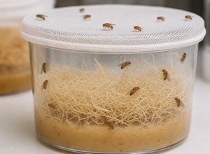 Muszki owocowe (Drosophila melanogaster i D. hydei) — hodowla w domu
