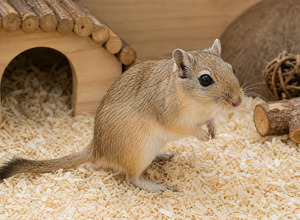 myszoskoczek-mongolski-gerbil
