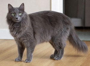 Nebelung