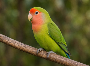 Nierozłączka (Agapornis sp.)