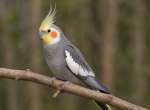 Nimfa (Nymphicus hollandicus)