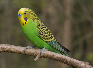 Papuga falista (Melopsittacus undulatus)