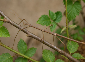 Patyczak indyjski (Carausius morosus)